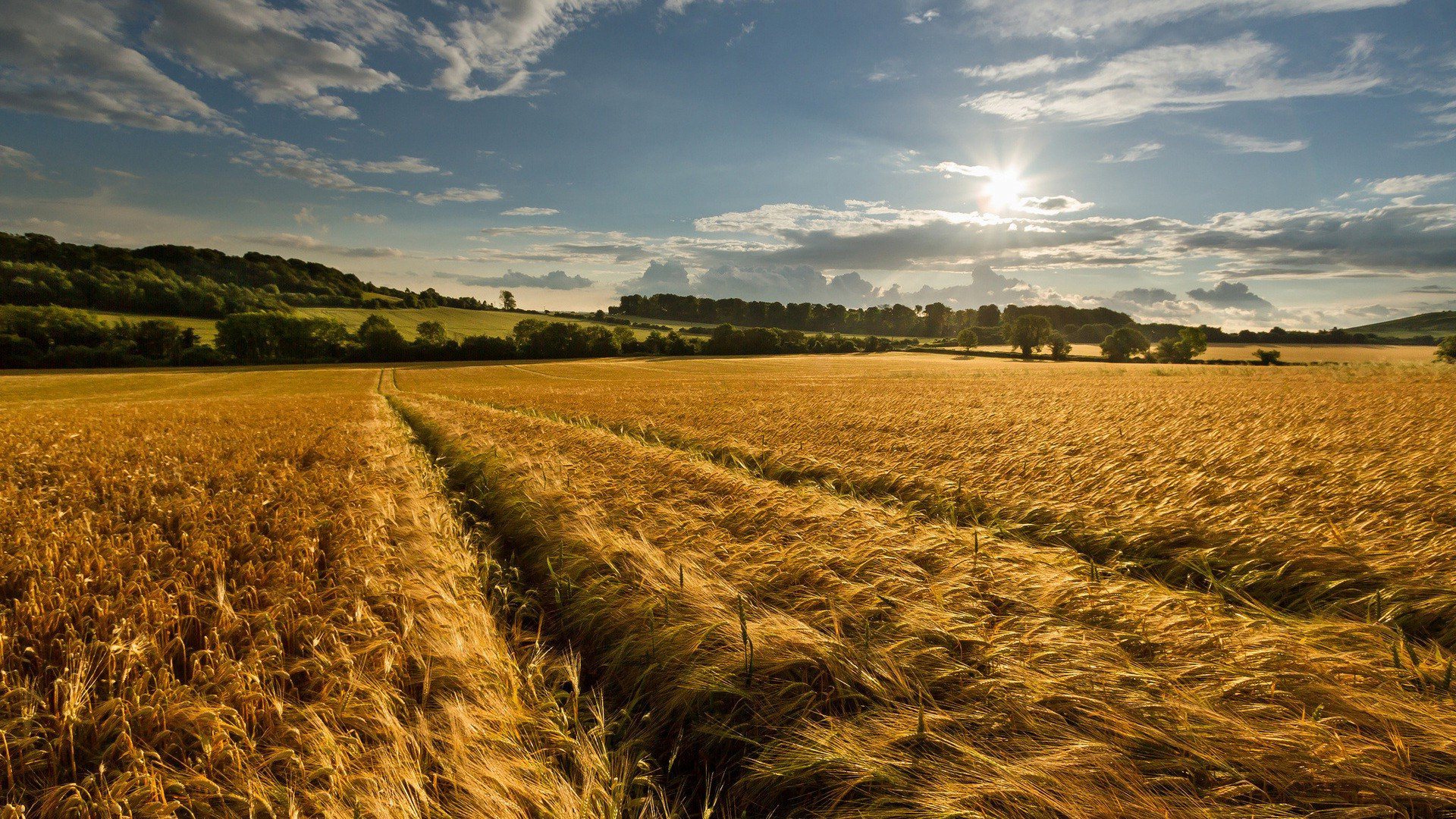 Amazing-Corn-Field-Wallpaper.jpg